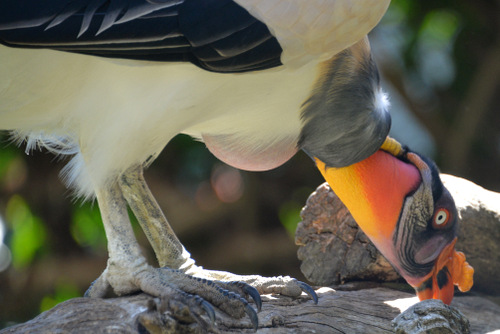 World of Birds Wildlife Sanctuary.